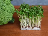 Small but mighty: the hidden power of broccoli sprouts