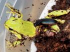 Small insects attacks and kill amphibians much bigger than themselves