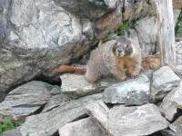 Small mammals climb higher to flee warming temperatures in the Rockies