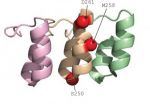 Small mutation changes brain freeze to hot foot