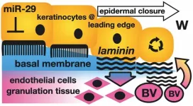 Small RNAs take on the big task of helping skin wounds heal better and faster with minimal scarring