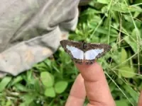 Small-winged and lighter colored butterflies likely to be at greatest threat from climate change 3