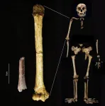 Smallest arm bone in human fossil record sheds light on the dawn of Homo floresiensis