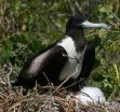 Smithsonian researchers find differences between Galapagos and mainland frigatebirds