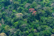 Smithsonian scientists reduce uncertainty in forest carbon storage calculations