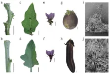 Smooth sailing for eggplant: breakthrough in understanding prickle formation