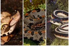 Snake sex chromosomes say less about sex and more about survival