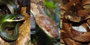 Snake skulls show how species adapt to prey