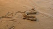 Snakes and snake-like robots show how sidewinders conquer sandy slopes