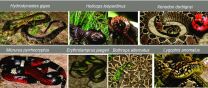 Snakes dining habits shaped by ancestry, relationships moreso than ecology