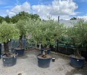 Snakes in potted olive trees ‘tip of the iceberg’ of ornamental plant trade hazards