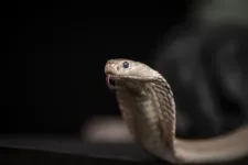 Snaking toward a universal antivenom