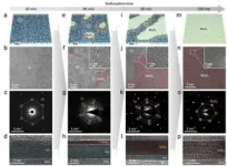 SNU researchers develop world’s first technology to observe atomic structural changes of nanoparticles in 3D 3