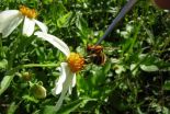 Social bees mark dangerous flowers with chemical signals