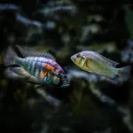 Social fish with low status are so stressed out it impacts their brains