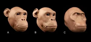 Soft tissue measurements critical to hominid reconstruction