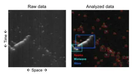 Software developed at UC Davis analyzes calcium ‘sparks’ that can contribute to arrhythmia