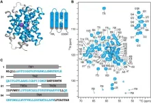 Solid-state NMR unveils fluoride ion channel permeation mechanism