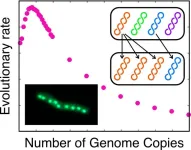 Solving the evolutionary puzzle of polyploidy: how genome duplication shapes adaptation