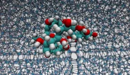 Solving the puzzle of polymers binding to ice for Cryopreservation