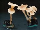 Some 500 scientists have created a Top 10 list of plant-damaging fungi