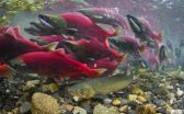 Some Alaskan trout use flexible guts for the ultimate binge diet