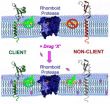 Some anti-inflammatory drugs affect more than their targets