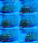 Some coral walk towards blue or white light, using rolling, sliding or pulsing movements to migrate, per experiments with free-living mushroom coral Cycloseris cyclolites