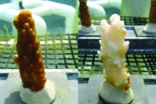 Some corals may survive climate change without paying a metabolic price