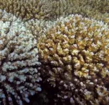 Some corals may survive climate change without paying a metabolic price 2