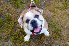 Some English bulldogs thought to have cancer may have newly identified syndrome