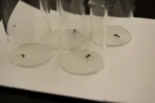 Some mosquitoes like it hot