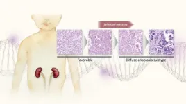 Some tumors ‘grow bad’: Why a dangerous subtype of Wilms tumor is so resistant to chemotherapy