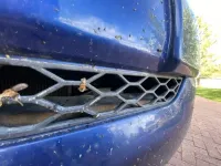 Sometimes you're the windshield: Utah State University researcher says vehicles cause significant bee deaths