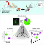 Songbird neurons for advanced cognition mirror the physiology of mammalian counterparts