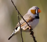 Songbirds can control single vocal muscle fibers when singing