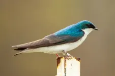 Songbirds reproductive success reduced by natural gas compressor noise