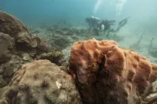 Sonic youth: Healthy reef sounds increase coral settlement 2