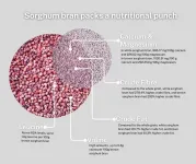 Sorghum bran packs bigger punch than whole grain