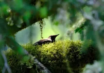 Sounds like home: Murrelets choose breeding locations by eavesdropping on other murrelets