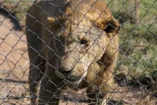 South Africa’s controversial lion farming industry is fueling the illegal international trade in big cat bones