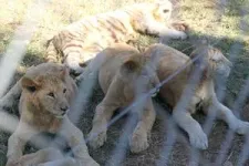 South Africa’s controversial lion farming industry is fueling the illegal international trade in big cat bones 2