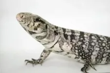 South American lizards blood pressure mechanism is more efficient at cool temperatures