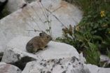 Southern Rocky Mountain pikas holding their own, says new CU-Boulder assessment