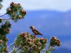 Southwest regional warming likely cause of pinyon pine cone decline, says CU study 