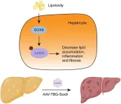 SOX9 overexpression ameliorates metabolic dysfunction-associated steatohepatitis through activation of the AMPK pathway