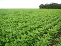 Soy expansion in Brazil linked to increase in childhood leukemia deaths