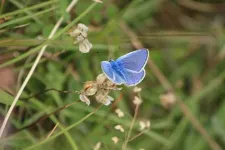 Spanish butterflies better at regulating their body temperature than their British cousins