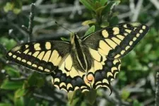 Spanish butterflies better at regulating their body temperature than their British cousins 2