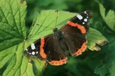 Spanish butterflies better at regulating their body temperature than their British cousins 3